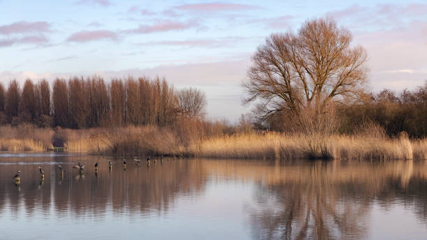 Photo of Golden reeds along the edge of a lake on a winter day, row of cormorants
