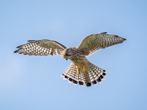 A common kestrel (Falco tinnunculus) in flight in London, England.