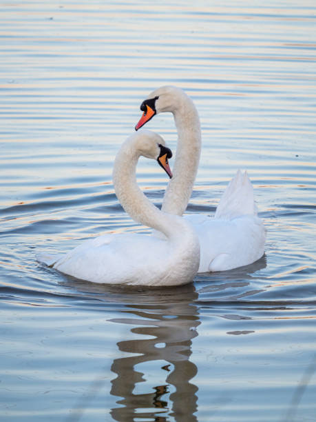 Mute swans A pair of mute swans (Cygnus olor) in London, England. swan photos stock pictures, royalty-free photos & images