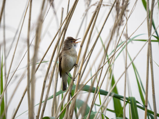 Reed warbler A Eurasian reed warbler (Acrocephalus scirpaceus) seen in a wetland in London, England. marsh warbler stock pictures, royalty-free photos & images