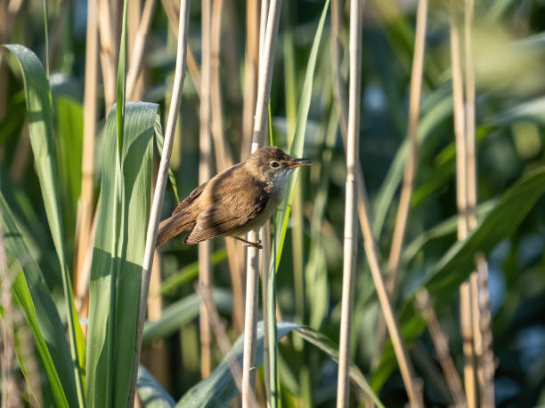 Reed warbler A Eurasian reed warbler (Acrocephalus scirpaceus) seen in a wetland in London, England. marsh warbler stock pictures, royalty-free photos & images