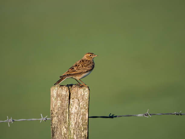 Skylark A skylark (Alauda arvensis) seen near Firle Beacon in the South Downs, Sussex, England. alauda stock pictures, royalty-free photos & images