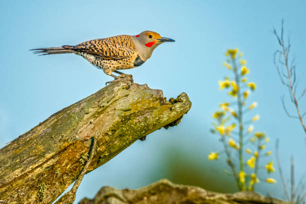 Northern Flicker Bird foraging on Vancouver Island, British Columbia