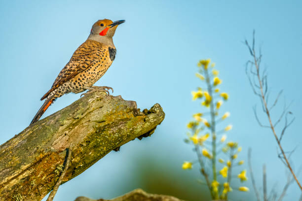 Northern Flicker Bird foraging on Vancouver Island, British Columbia