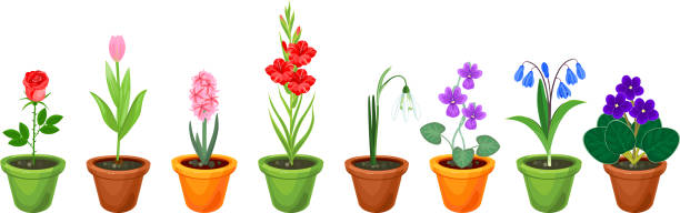 ilustraciones, imágenes clip art, dibujos animados e iconos de stock de conjunto de diferentes especies de flores de jardín en macetas aisladas sobre fondo blanco - gladiolus flower white isolated