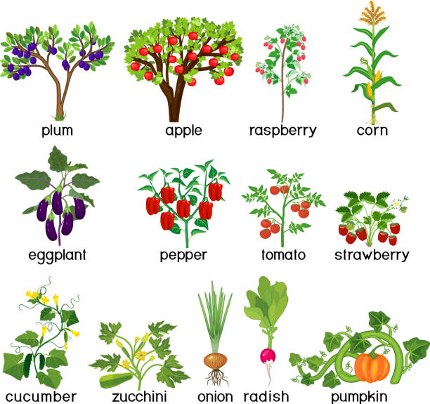 ilustrações de stock, clip art, desenhos animados e ícones de agricultural plants. set of different vegetable and fruit plants and trees with green leaves and harvest isolated on white background - radish white background vegetable leaf