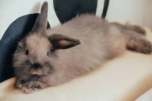 Photo of The domestic decorative rabbit of white gray color lies on the sofa bed in warmth and comfort.  Taking care of animals.