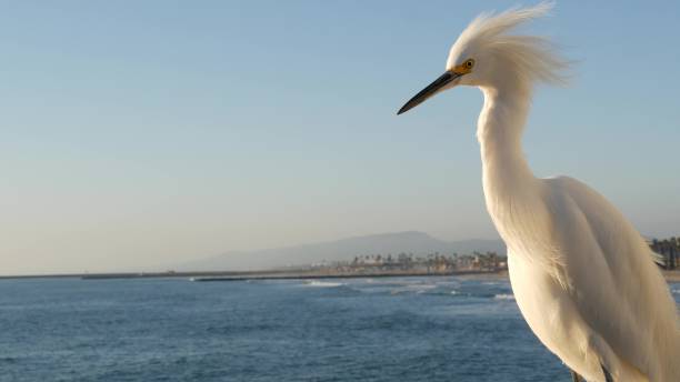 weißer schneereiher auf piergeländer, kalifornien usa. ozeanstrand, meerwasserwellen. küstenreihervogel - egret water bird wildlife nature stock-fotos und bilder