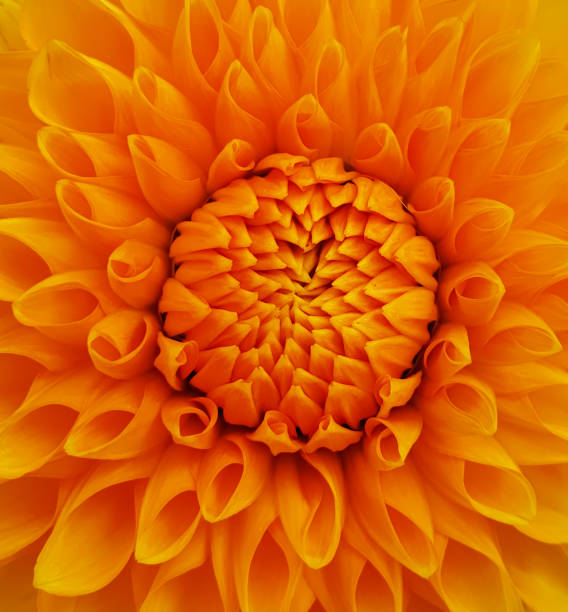 istock yellow beautiful flower close-up background 1294335689