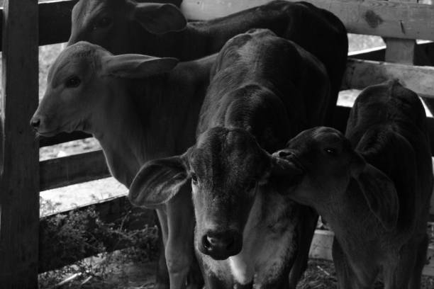 istock Monochromatic little calfs photograph 1294335726
