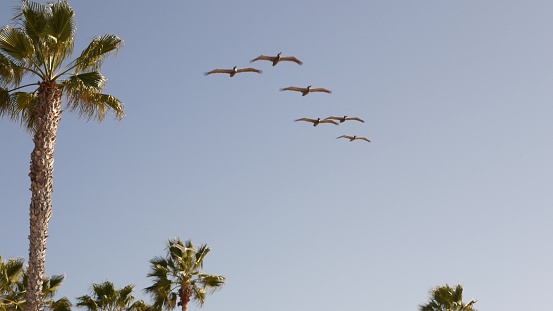 Big pelican birds flying, pelecanus flock soaring in sky, large wingspan. Palm tree in Oceanside, California waterfront pacific ocean tropical beach resort, USA. Summertime sea coastline vacations.