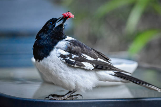 Pied Butcher Bird eating