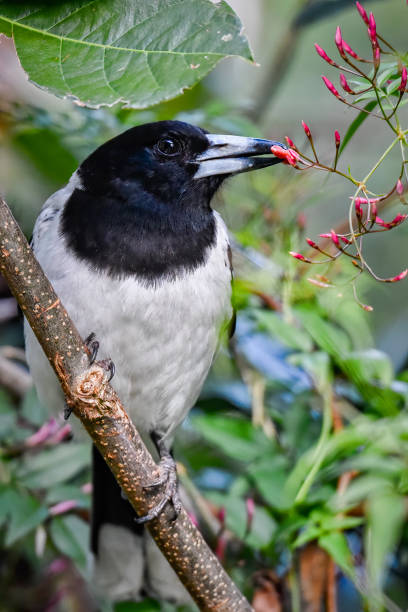 Pied Butcher Bird eating