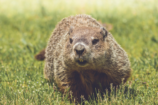 Groundhog, Marmota monax, walking in grass in springtime.