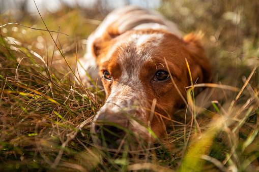 Close up of cute brittany spaniel dog lying and resting on grass in back yard on sunny day