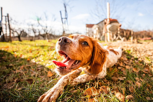 Cute brittany spaniel dog lying and resting on grass in back yard on sunny day