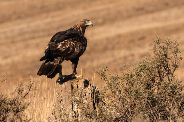 istock golden eagle flying aquila chrysaetos 1294338550