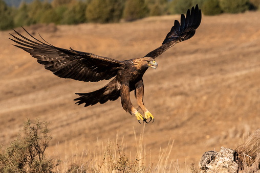 An immature, Bald Eagle looks sternly to the side.  The photo is a close-up of his head and shoulders.  He was injured and now is part of an educational program.