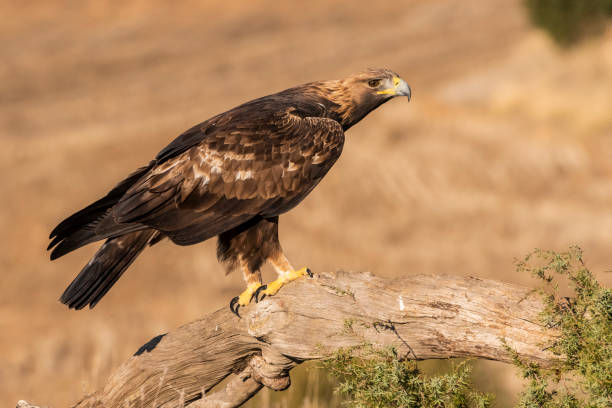istock golden eagle flying aquila chrysaetos 1294338561
