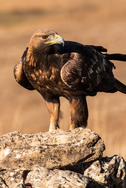 istock golden eagle flying aquila chrysaetos 1294338579