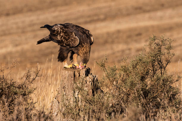 istock golden eagle flying aquila chrysaetos 1294338585