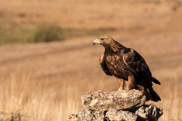 istock golden eagle flying aquila chrysaetos 1294338588