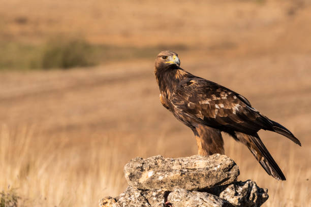 istock golden eagle flying aquila chrysaetos 1294338594