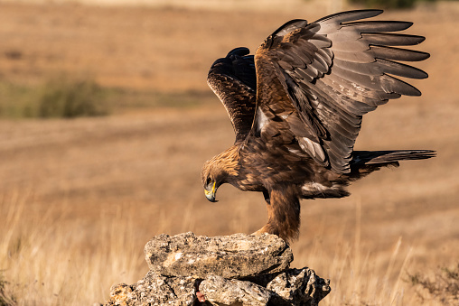 golden eagle flying aquila chrysaetos