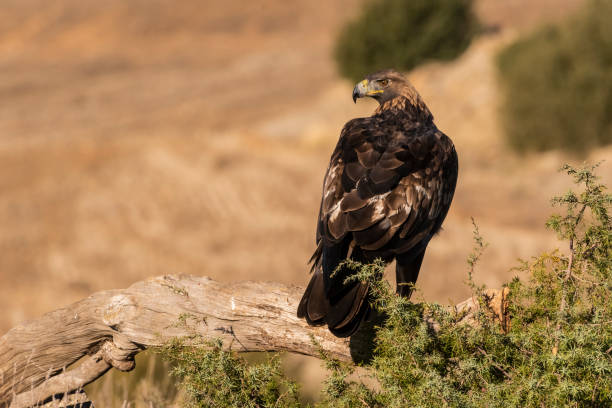 istock golden eagle flying aquila chrysaetos 1294338619