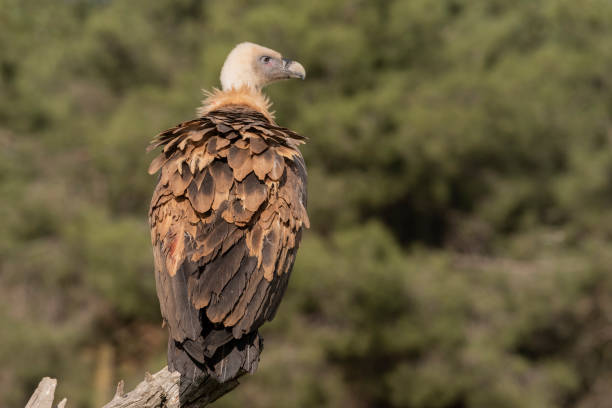 griffon vulture perched gyps fulvus - griffon vulture imagens e fotografias de stock