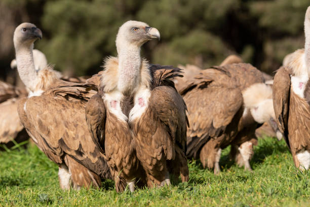 griffon vulture perched gyps fulvus - griffon vulture imagens e fotografias de stock