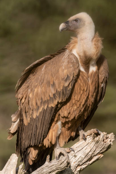 istock griffon vulture perched gyps fulvus 1294338655