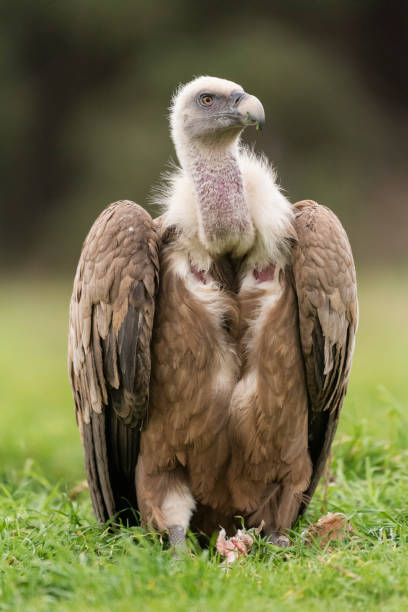 istock griffon vulture perched gyps fulvus 1294338719