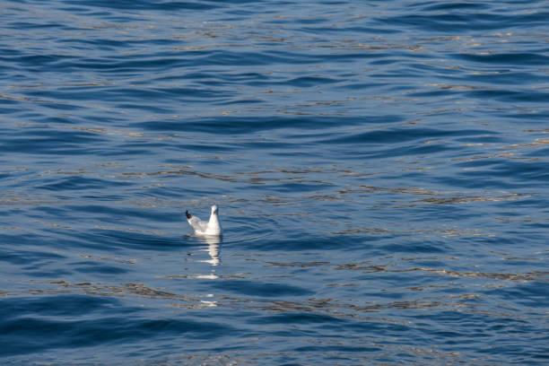 istock seagull floating in the sea 1294340435