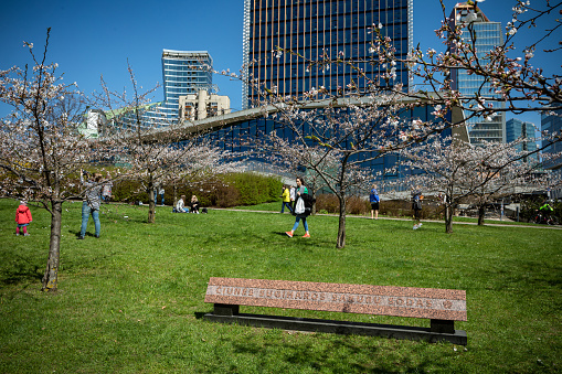 Vilnius, Lithuania - April 20, 2018: People admire cherry blossoms Sakura in Chiune Sugihara Sakura Garden. Text in Lithuanian: Chiune Sugihara Sakura Garden