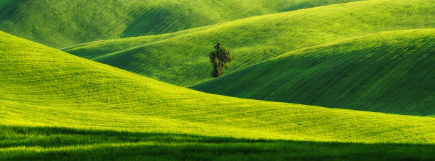 緑の小麦畑の丘陵地帯。波の丘と驚くべき妖精のミニマルな風景 - field landscape green wheat ストックフォトと画像