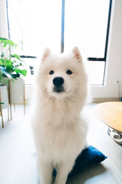 istock White Samoyed Dog Sitting At Home On Blue Cushion 1294342188