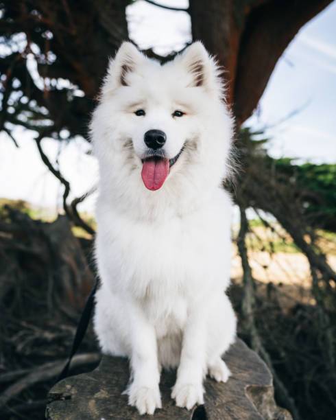 istock White Samoyed Dog Sitting on Tree Stump with Tongue Out Panting 1294342887