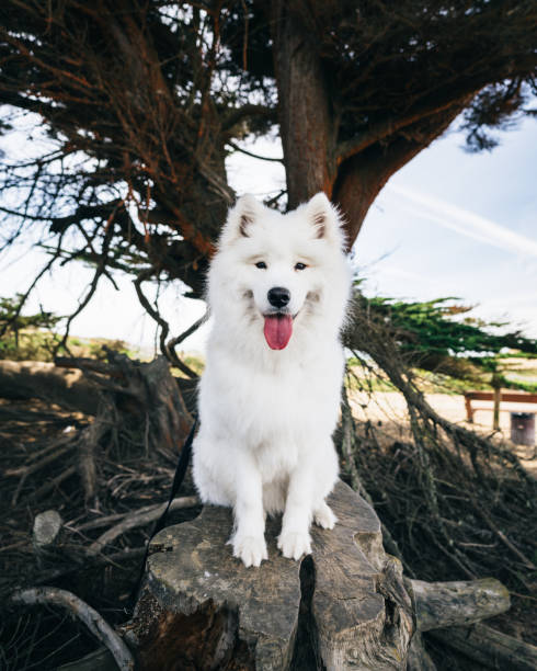 samoyed panting