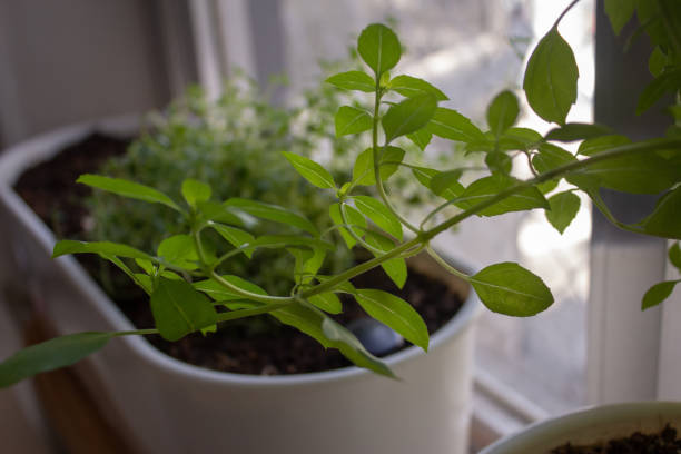istock Thyme sprouts and basil growing inside an apartment 1294343050