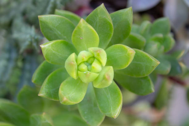 istock Pretty succulent plant growing on a garden 1294343125