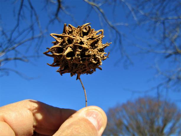 Plane tree fruit.