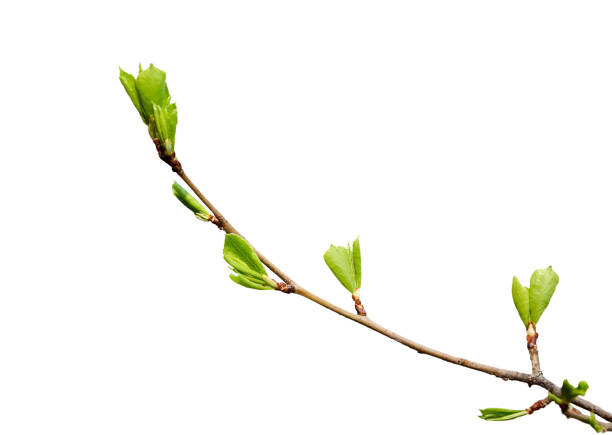 istock spring tree twig with green leaves on white backgrou 1294344888