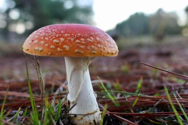 istock Amanita Persicina Mushroom 1294345656