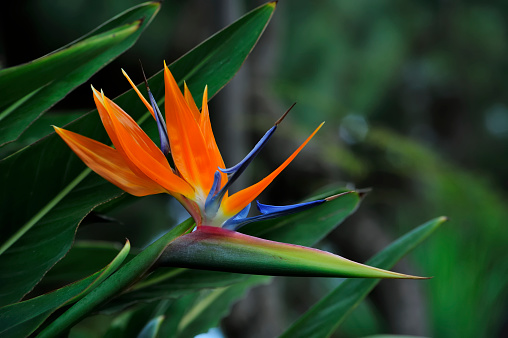 Colorful flower of strelitzia, strelicia close-up