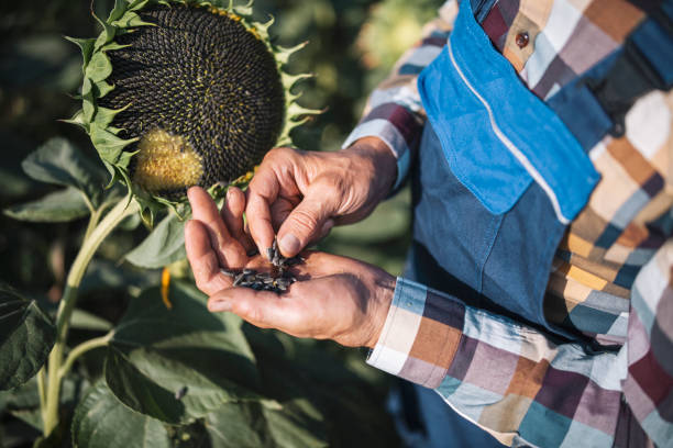 agricultor examinando la calidad de crecimiento de las semillas de girasoles. - sunflower seed fotografías e imágenes de stock