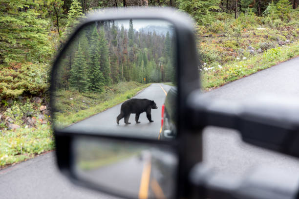 ジャスパー国立公園の道を渡る黒いクマ、カナダ - car prowler ストックフォトと画像
