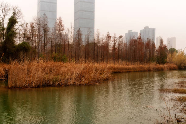 Beautiful forest lake in the autumn day