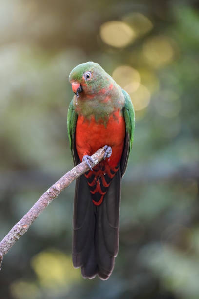 istock Juvenile Male King Parrot (Alisterus scapularis) 1294352556