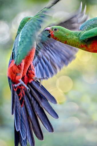 Young King Parrot attacking another King Parrot